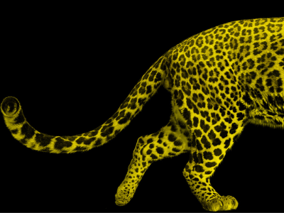 leopard-behind